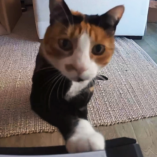 petlibro camera