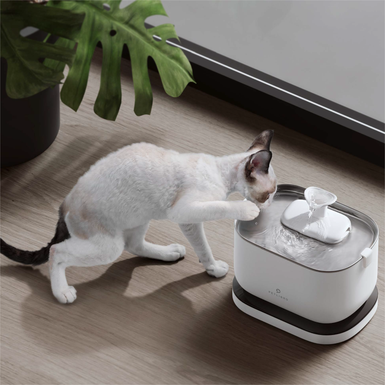 How Often Should I Change My Cat's Water?