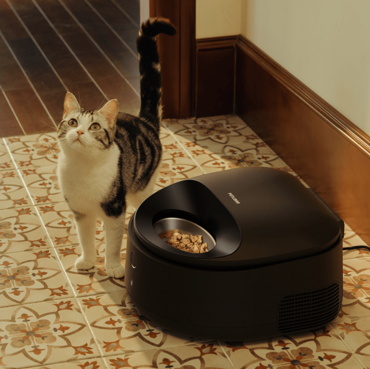 Winter Cat Care: Why Wet Food is Key?