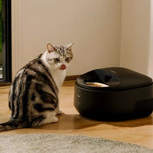 Why Is My Cat Eating Less in Summer? 5 reasons cats might eat less when the weather gets hot