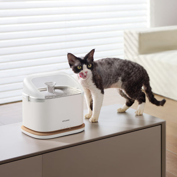 Why Hydration Is the Foundation of Cat Wellness