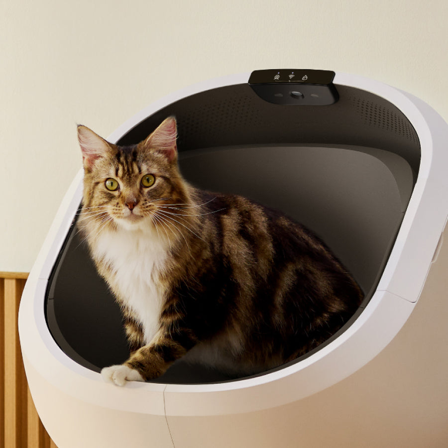 How the Luma Smart Litter Box Puts Your Cat's Safety First