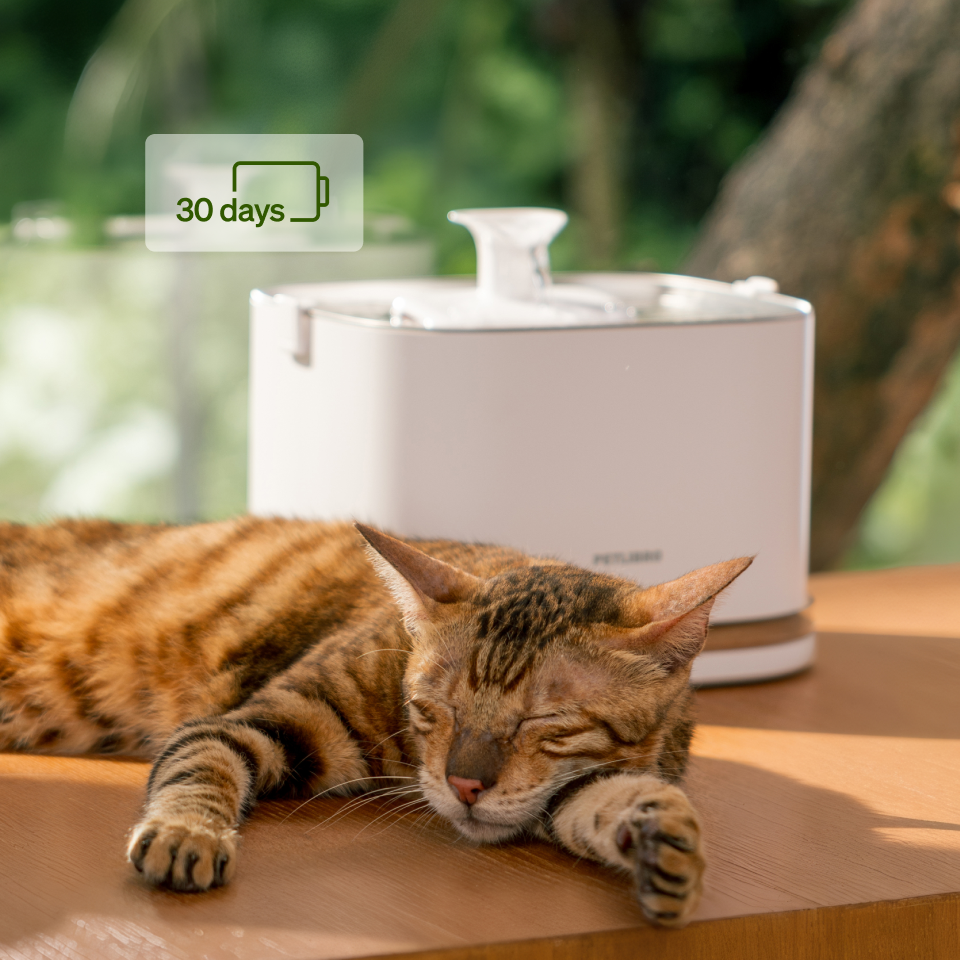 Do you know if your cat is drinking enough water?