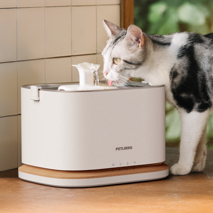 Keeping Cats Hydrated in Summer: 7 Questions Every Pet Parent Should Ask