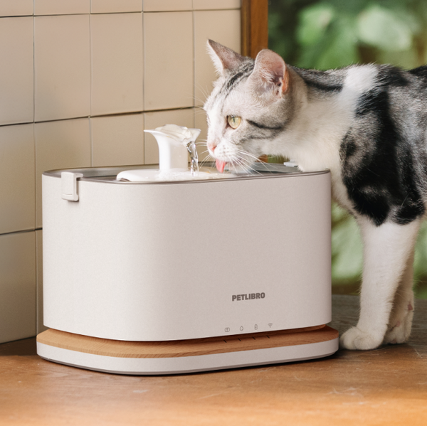 Keeping Cats Hydrated in Summer: 7 Questions Every Pet Parent Should Ask