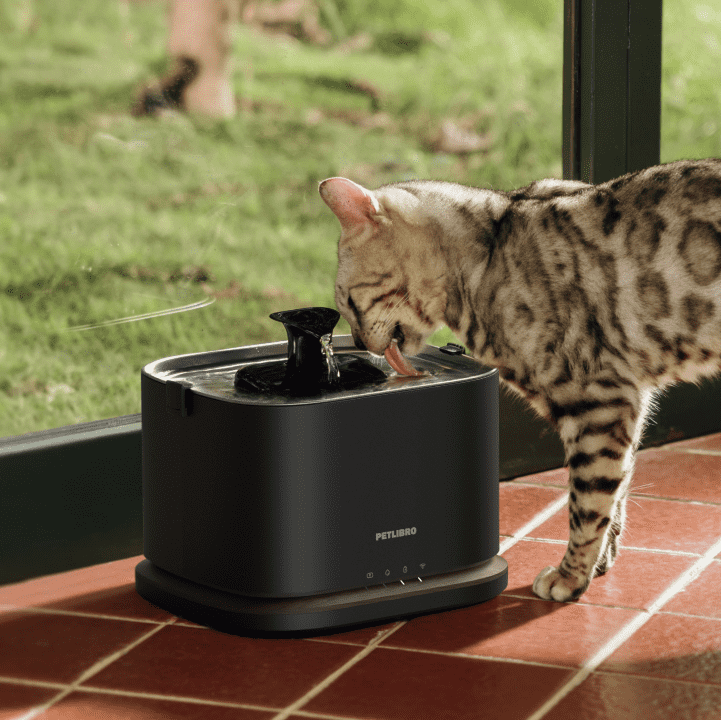 Maximizing Water Consumption: Tips for Encouraging Your Cat to Drink More