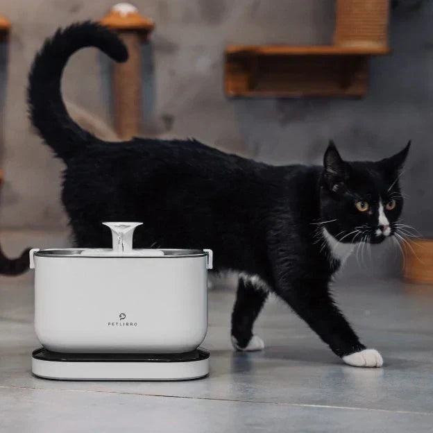 cat water fountain
