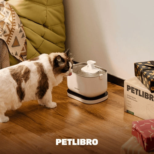 The Importance of Hydration for Cats in the Winter