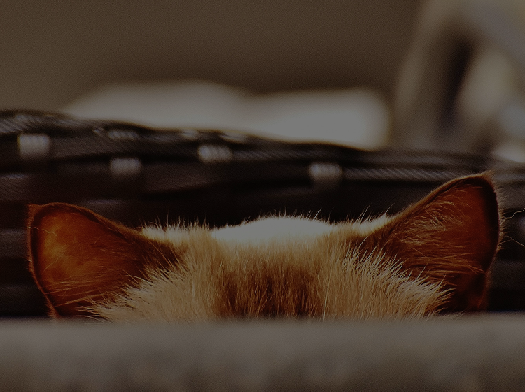 Petlibro PETLIBRO FAQ 1 product
