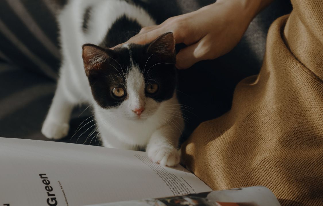 Petlibro lifestyle scene showing a black and white cat being gently petted while looking at an open book indoors