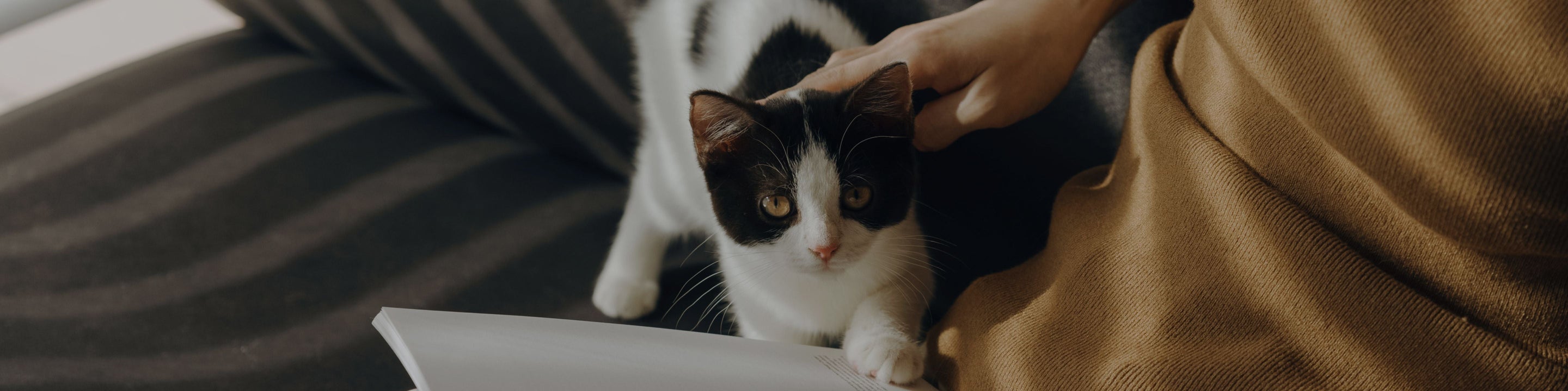 Petlibro lifestyle scene with a black and white cat being petted by a person wearing a brown sweater on a dark fabric surface