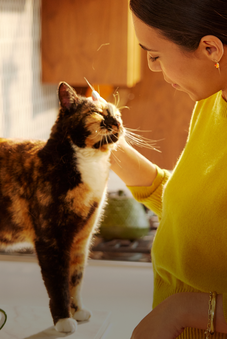 Petlibro PETLIBRO pet cat being petted in kitchen; feeder, fountain, litter box not shown in this scene