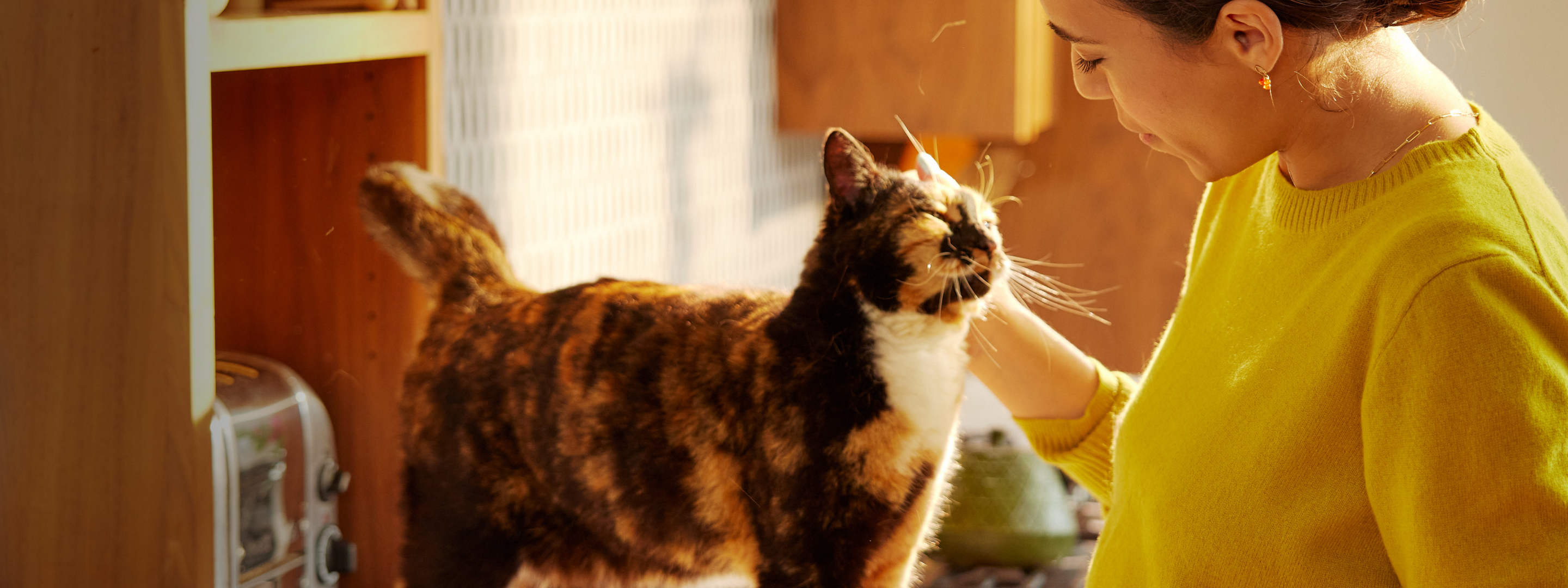 Petlibro PETLIBRO pet cat being petted in kitchen; feeder, fountain and litter box visible in warm home scene