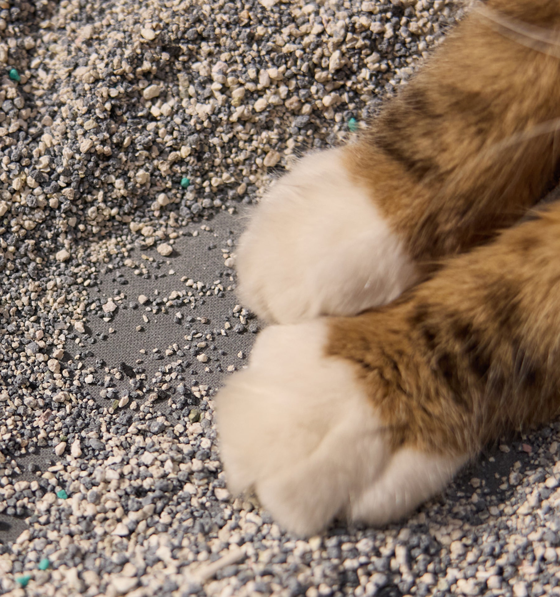 Petlibro PETLIBRO cat pet paws on gray litter box granules; automatic feeder and fountain lifestyle close-up scene