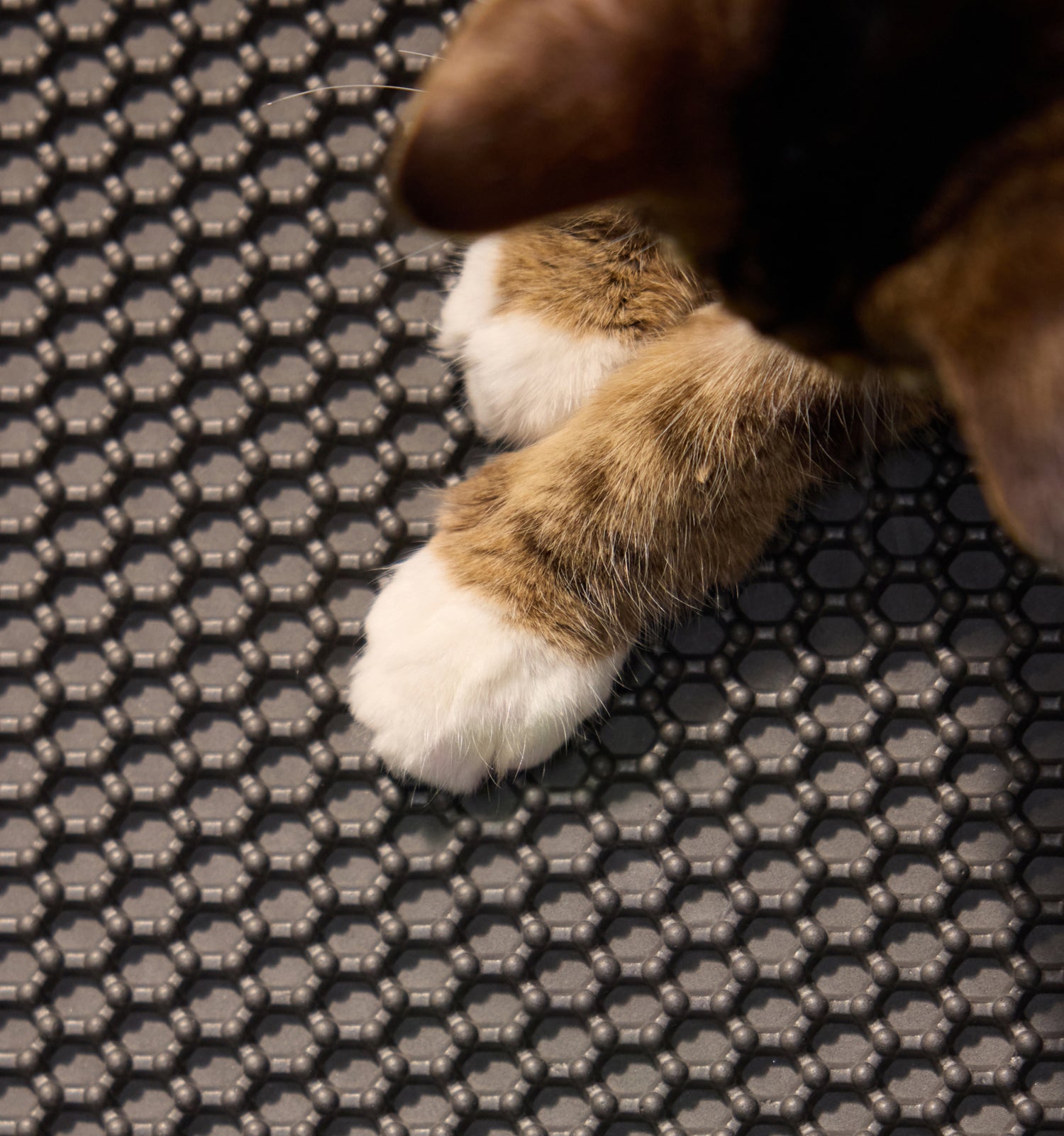 Petlibro PETLIBRO cat pet paws on black honeycomb mat for fountain, litter box area, automatic feeder setup protection