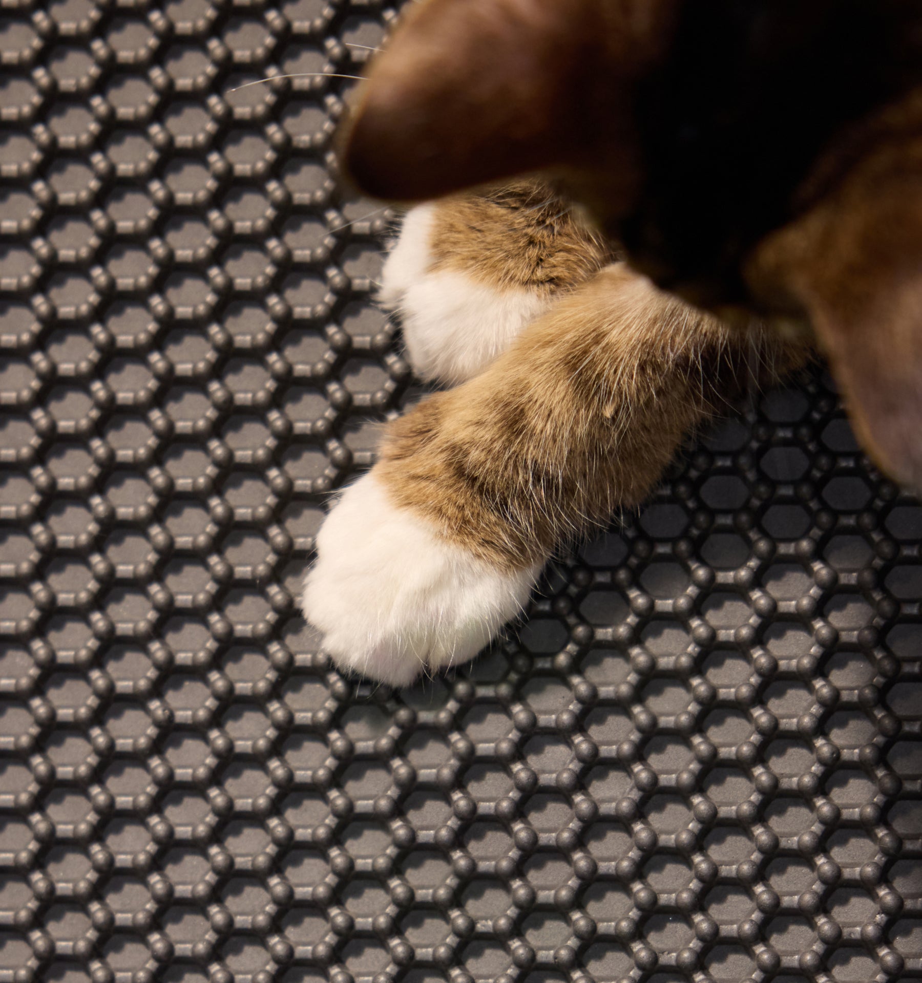 Petlibro PETLIBRO cat pet paws on black honeycomb mat for fountain, litter box area, automatic feeder setup protection