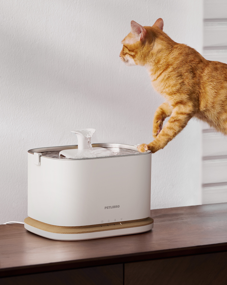 Petlibro PETLIBRO animal de compagnie chat buvant à la fontaine à eau; mention distributeur automatique de nourriture et bac à litière