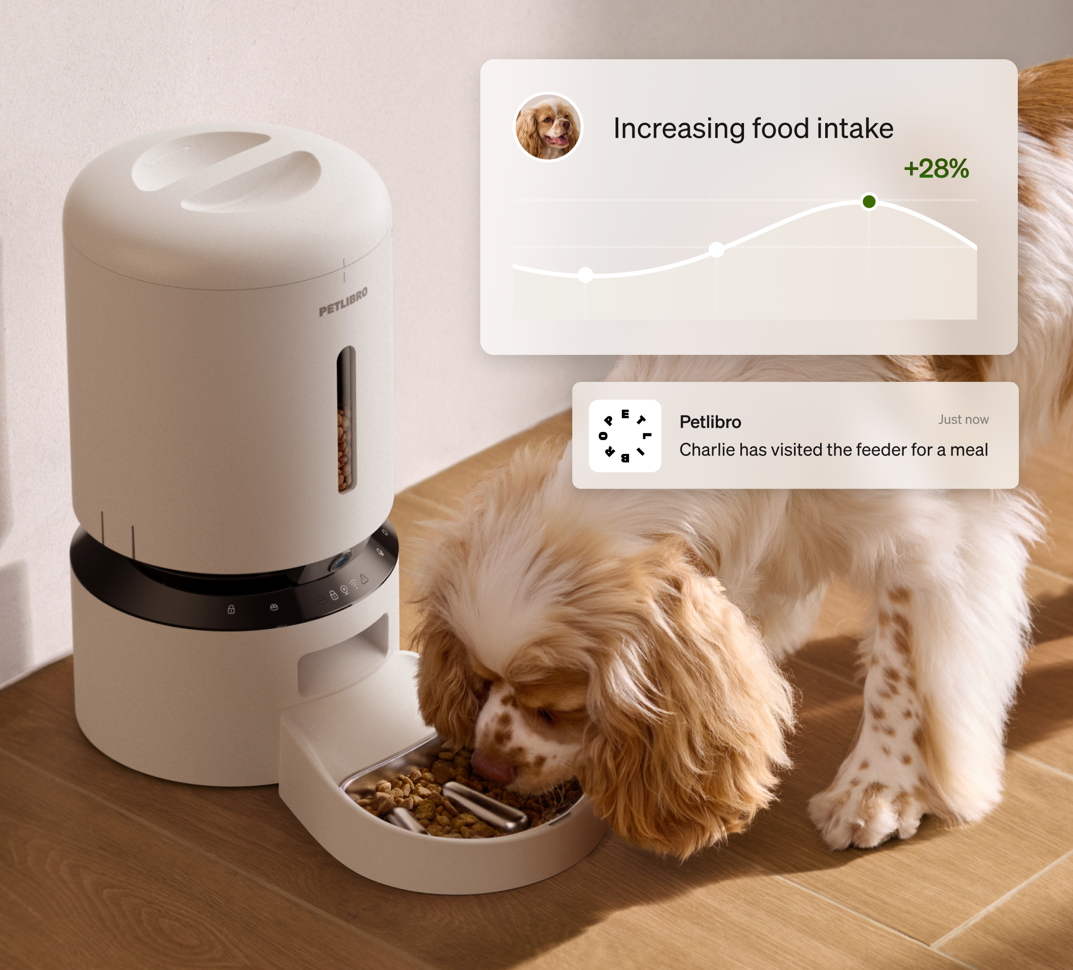 Petlibro automatic beige pet feeder dispensing dry food to a small brown and white dog indoors with feeding data notifications visible