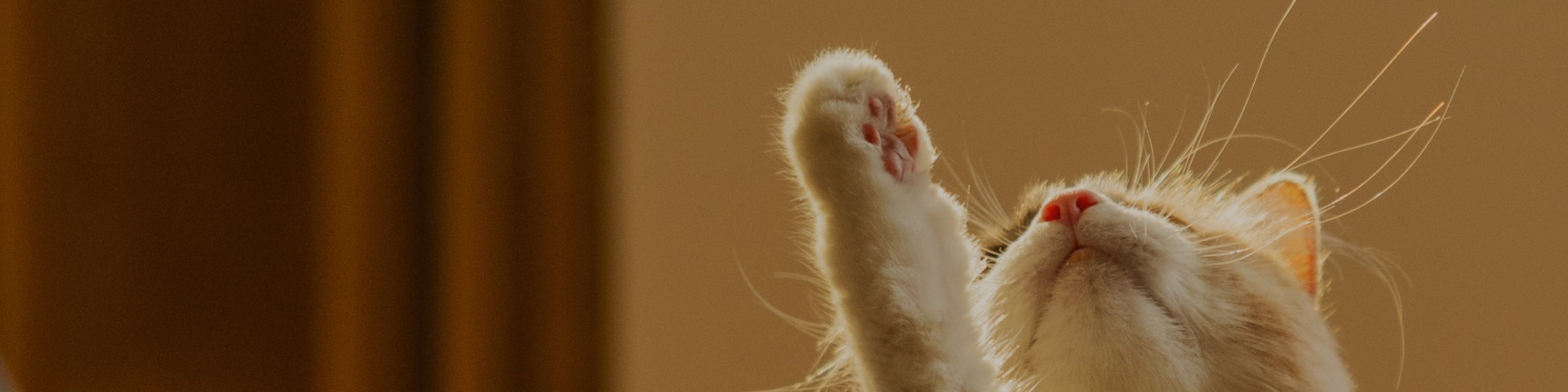 Petlibro PETLIBRO cat pet close-up with raised paw in warm light; fountain, litter box, automatic feeder keywords banner