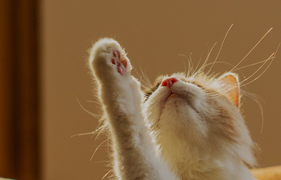 Petlibro PETLIBRO cat pet raising paw in warm light; fountain, litter box, automatic feeder keywords for e-commerce SEO
