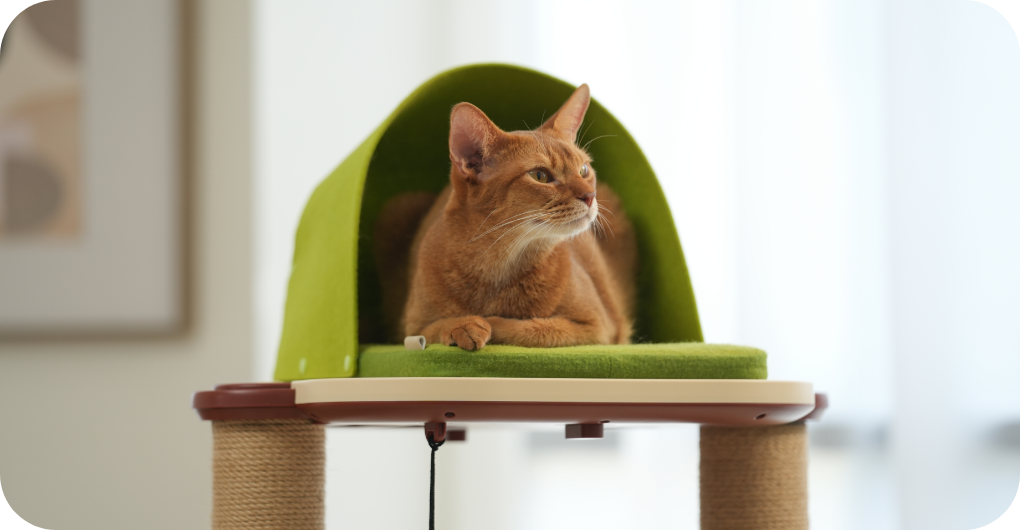 Catnapper window perch sale